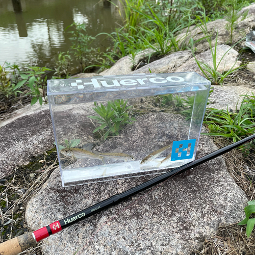 モツゴの釣果