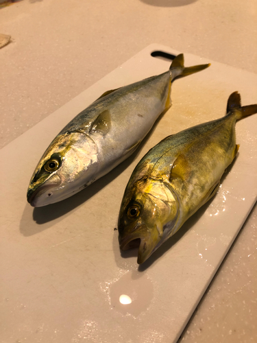 ショゴの釣果