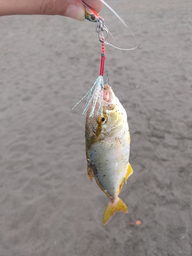 ショゴの釣果