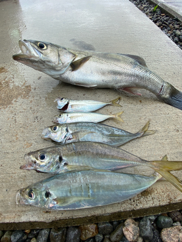 アジの釣果