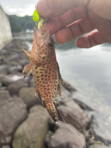 オオモンハタの釣果