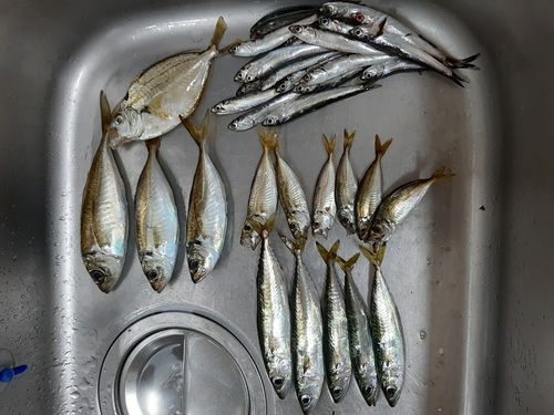 アジの釣果