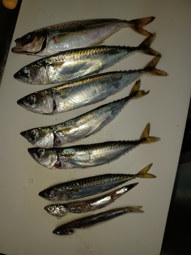 アジの釣果