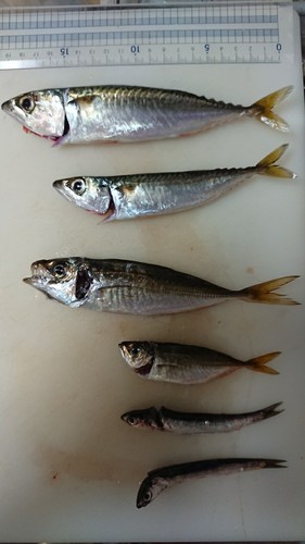 アジの釣果