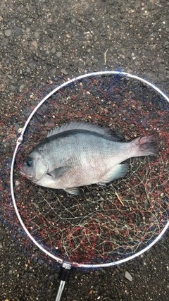 メジナの釣果