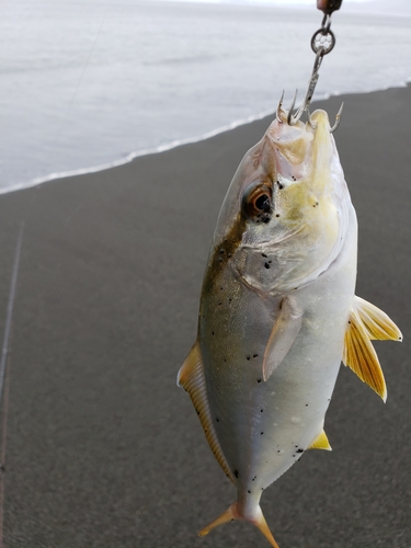 ワカシの釣果