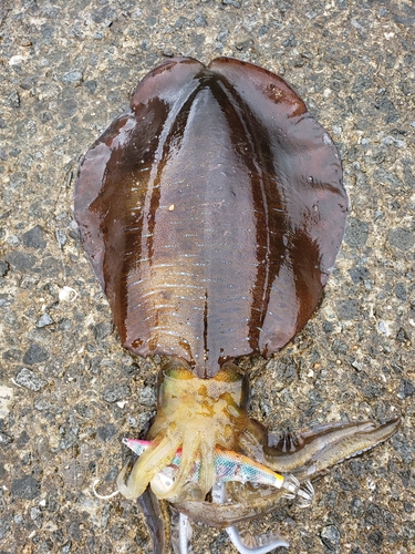 アオリイカの釣果