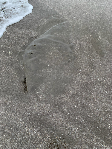 ツバクロエイの釣果