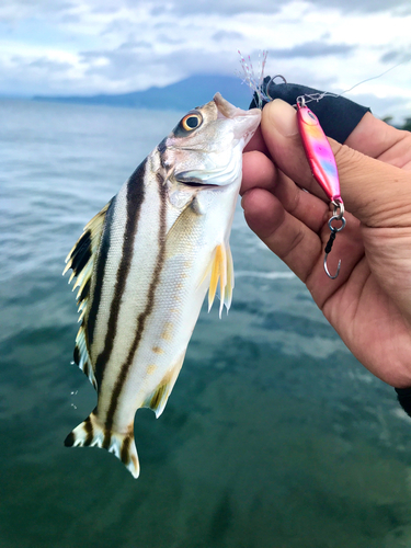 コトヒキの釣果