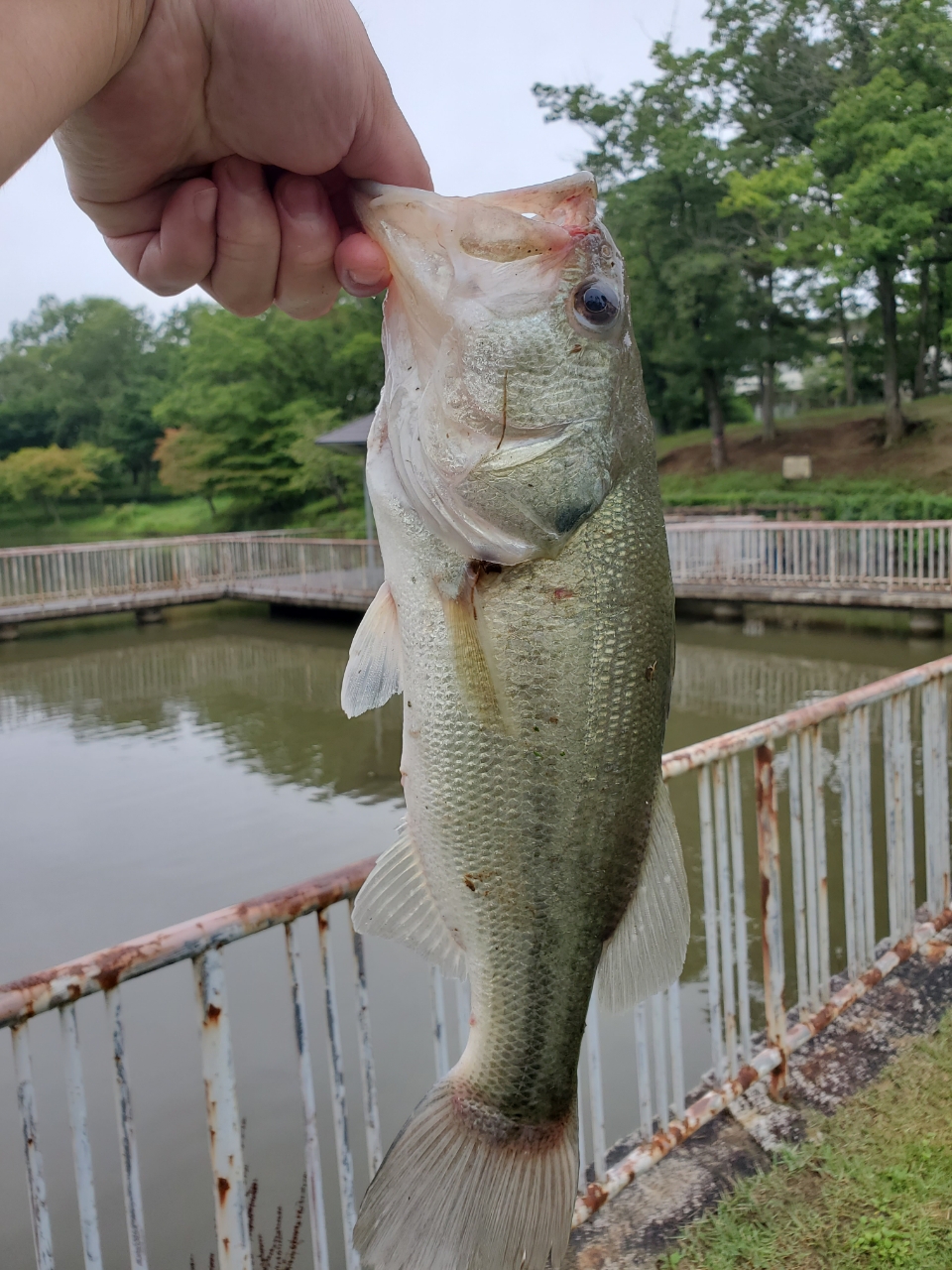 ブラックバス