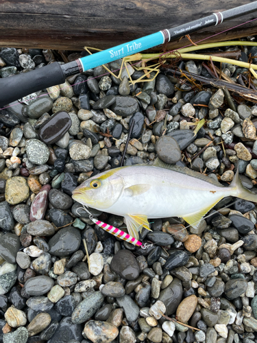 ショゴの釣果