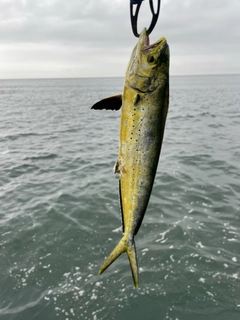 シイラの釣果