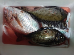 タイの釣果