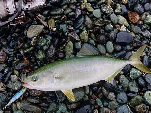 ワカシの釣果