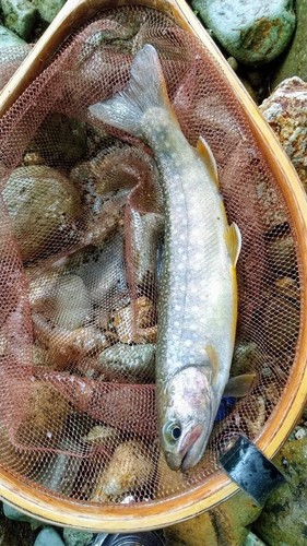 イワナの釣果