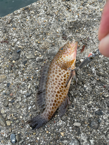 オオモンハタの釣果