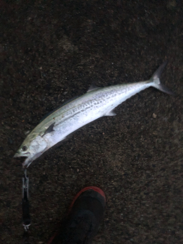 サゴシの釣果