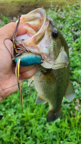 ラージマウスバスの釣果