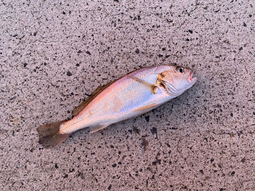 イシモチの釣果