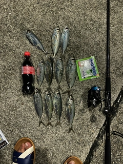 アジの釣果