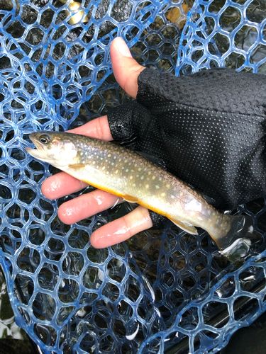 イワナの釣果