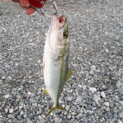 ワカシの釣果