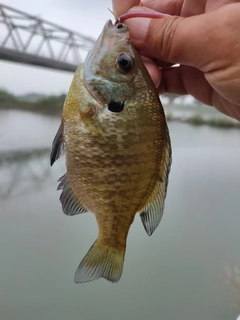 ブルーギルの釣果