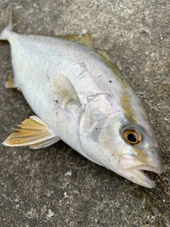 ショゴの釣果