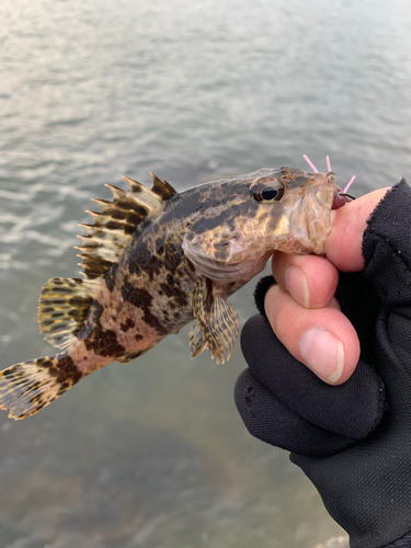 タケノコメバルの釣果