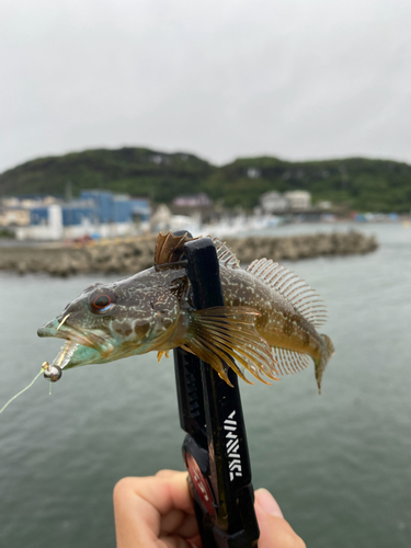 アナハゼの釣果