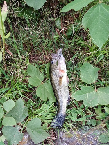 ラージマウスバスの釣果