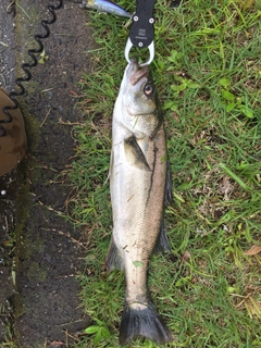 フッコ（マルスズキ）の釣果