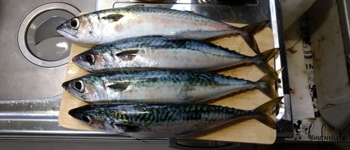 サバの釣果