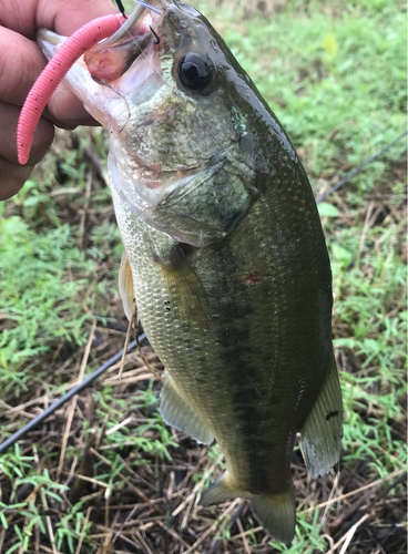 ラージマウスバスの釣果