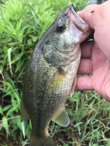 ラージマウスバスの釣果