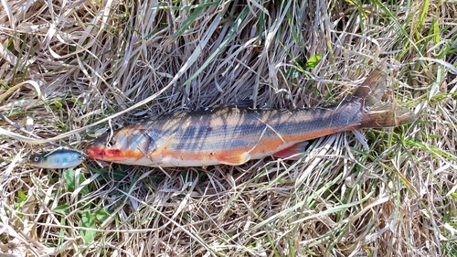 ウグイの釣果