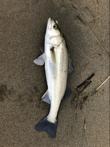 フッコ（マルスズキ）の釣果