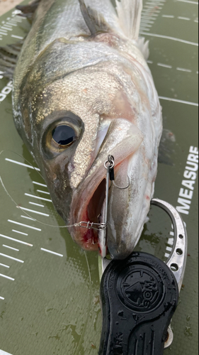 シーバスの釣果