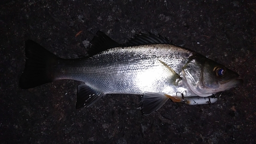 ヒラスズキの釣果