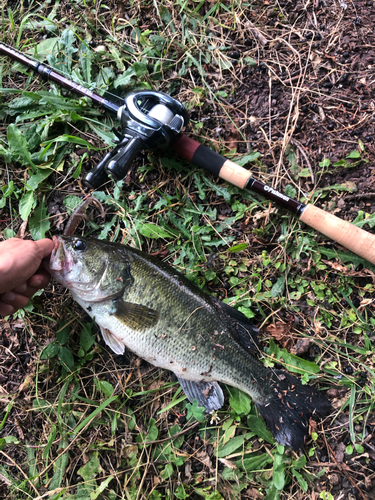 ブラックバスの釣果