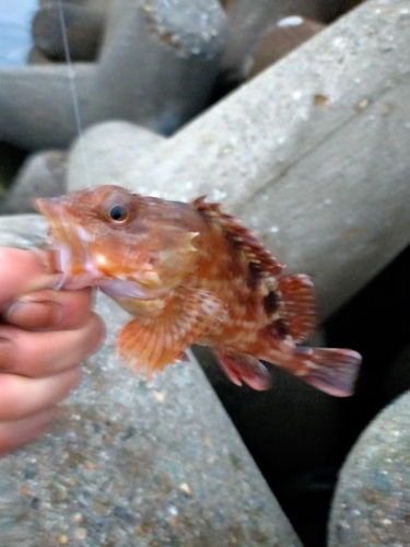 ガシラの釣果