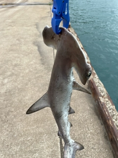 シュモクザメの釣果