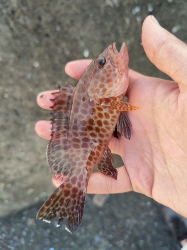 オオモンハタの釣果