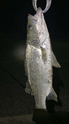 セイゴ（ヒラスズキ）の釣果