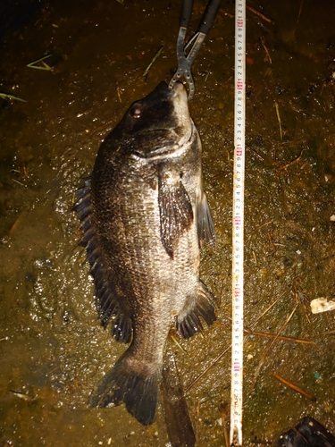 クロダイの釣果