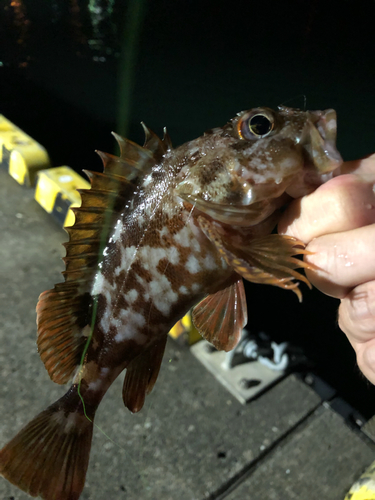 カサゴの釣果