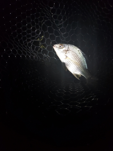 キビレの釣果