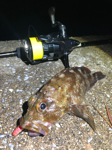 カサゴの釣果