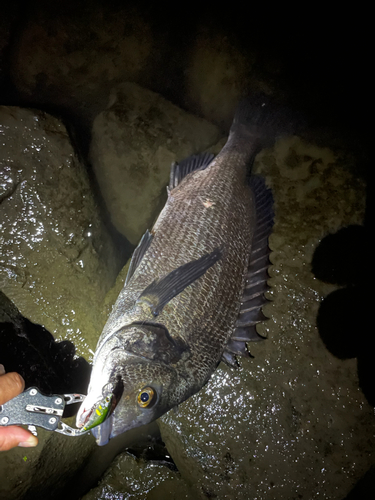 クロダイの釣果