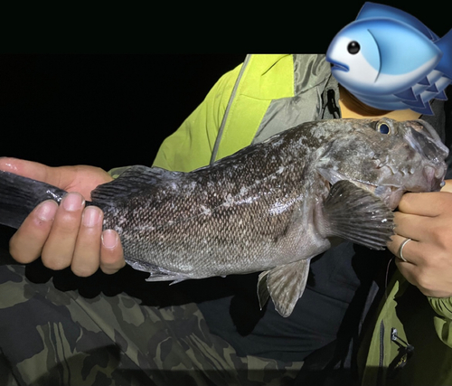 ソイの釣果